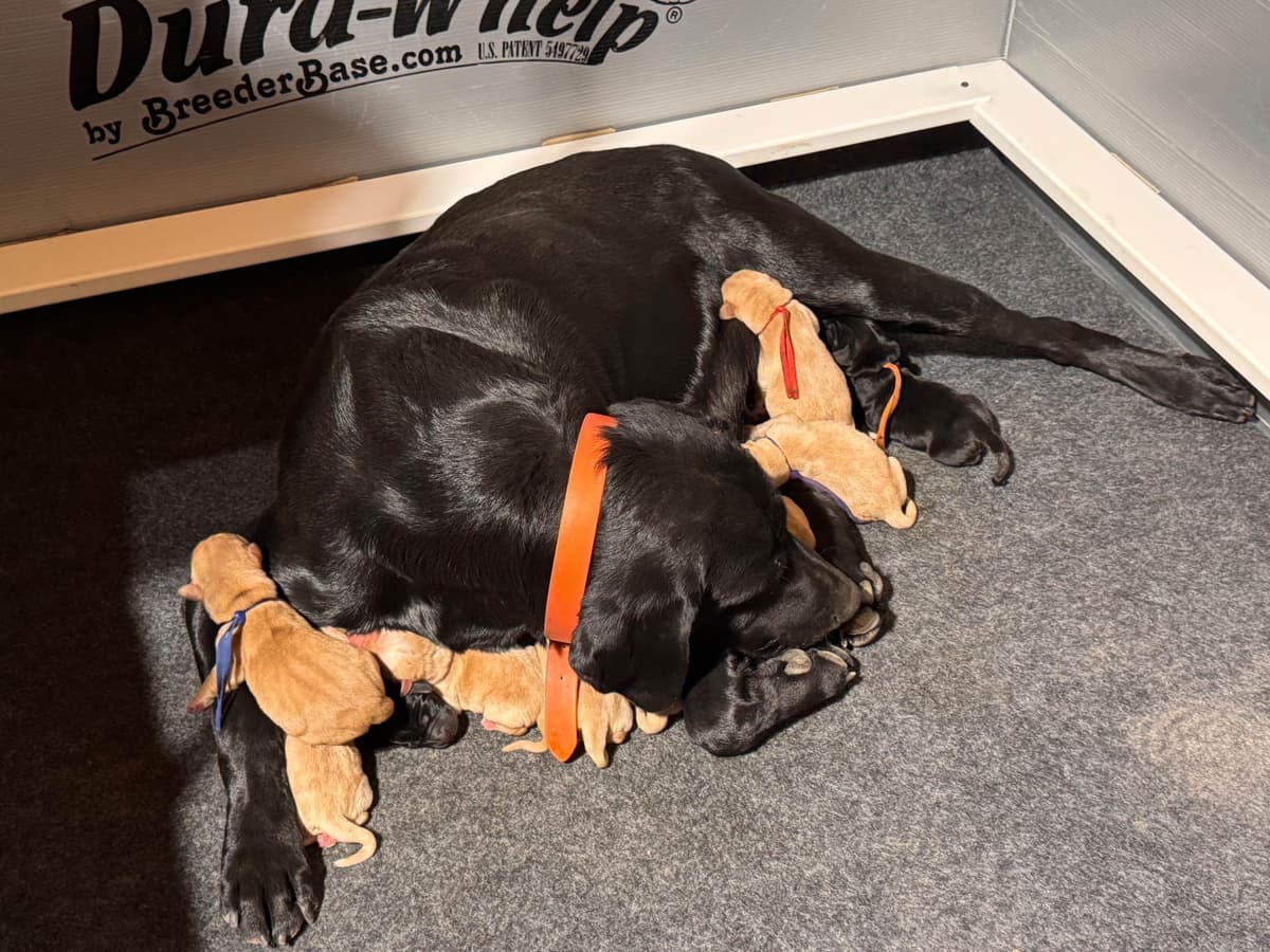 Labrador Retriever Puppies breeder image 3
