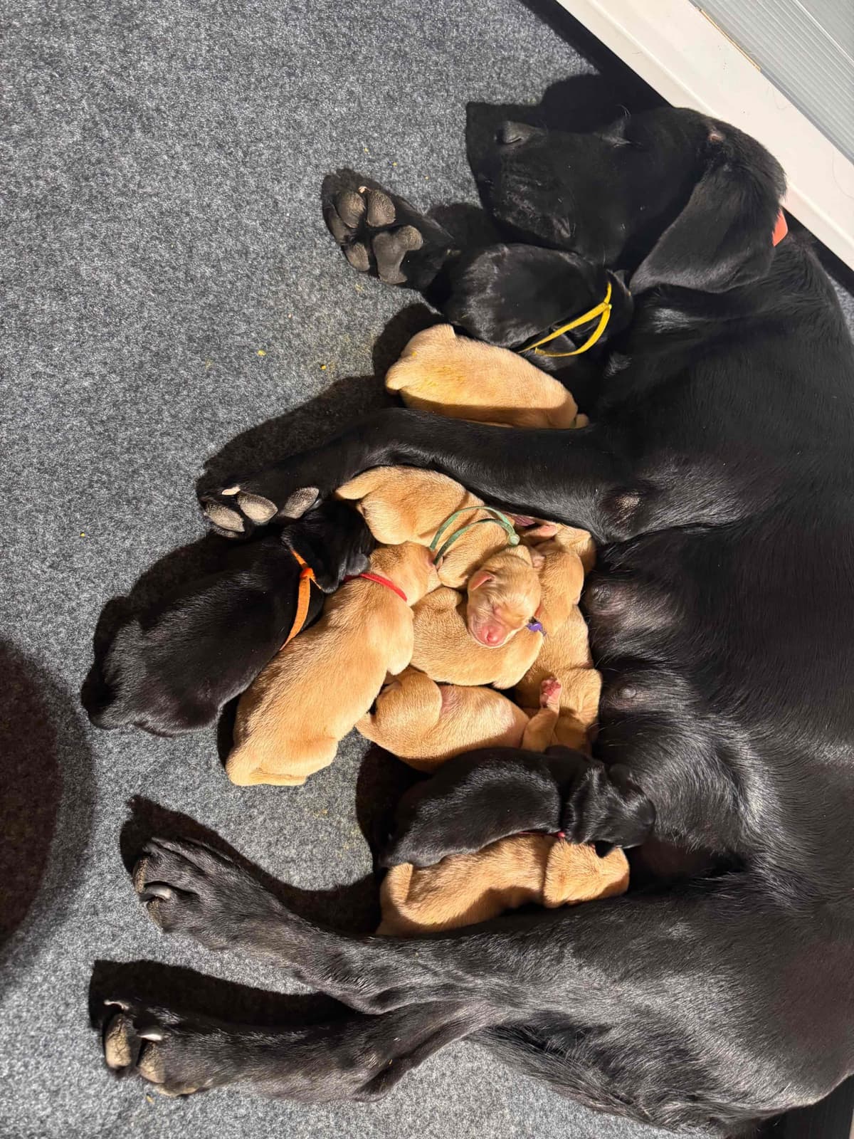 Labrador Retriever Puppies breeder image 5