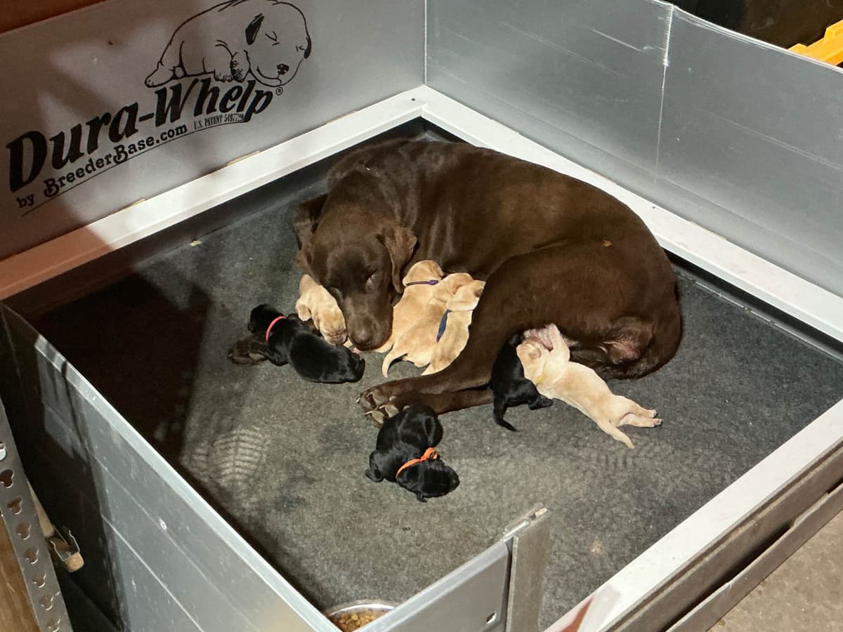 Labrador Retriever Puppies breeder image 6