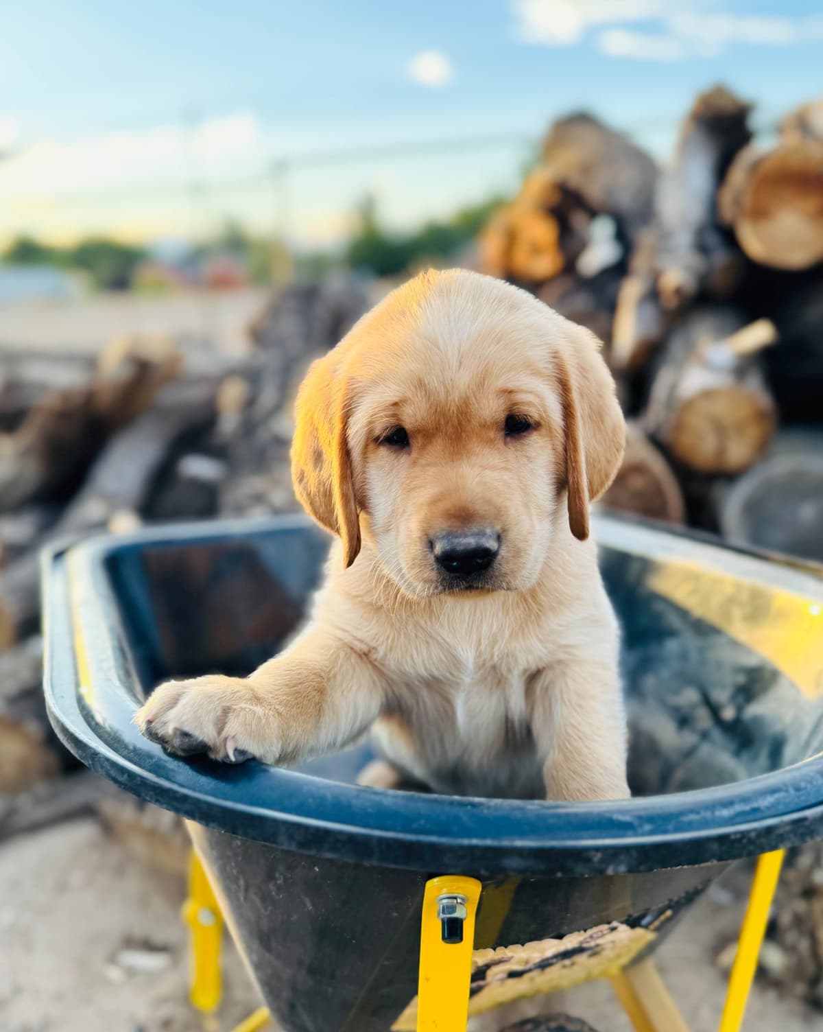 Labrador Retriever Puppies breeder image 9