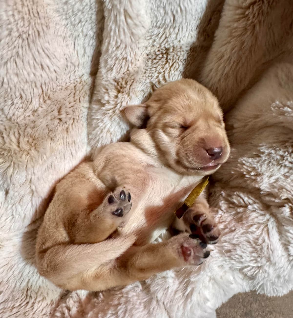 Labrador Retriever Puppies breeder image 10