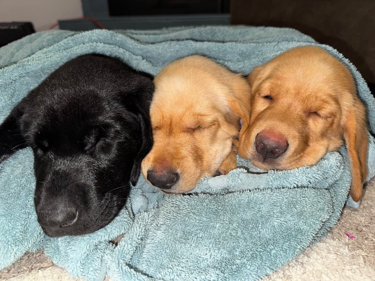 Labrador Retriever Puppies breeder image 11