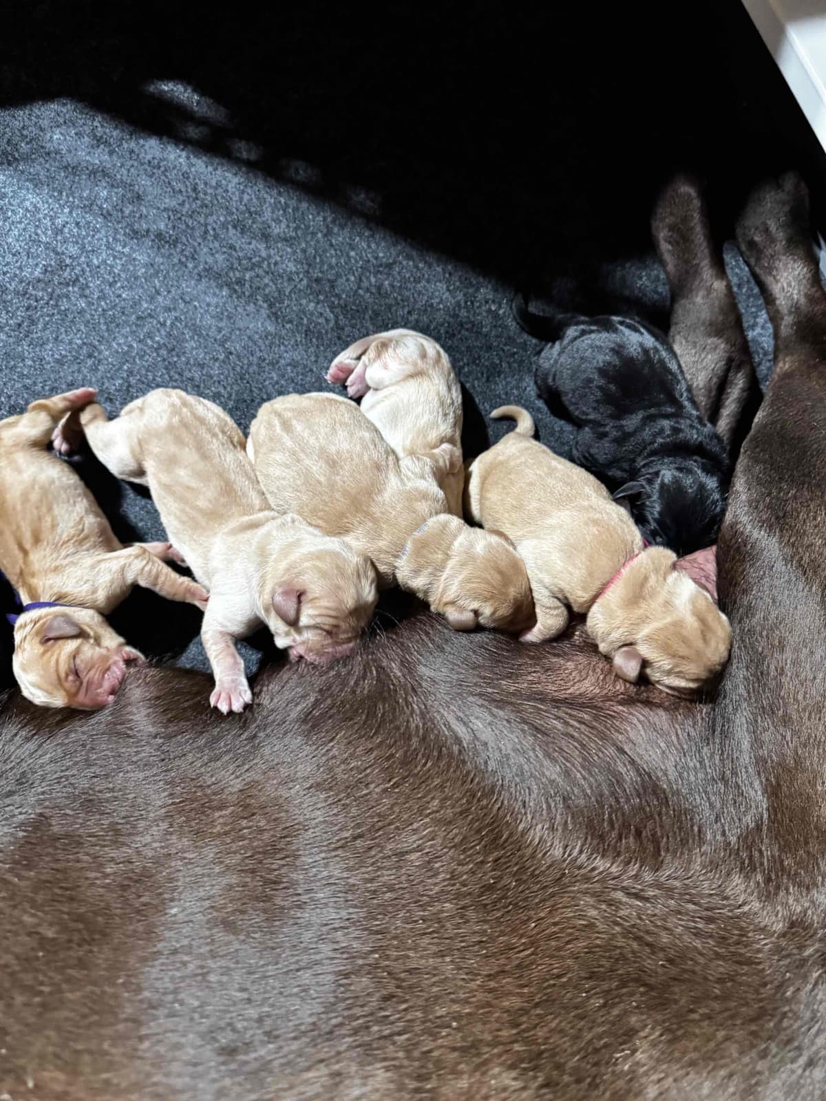 Labrador Retriever Puppies breeder image 12