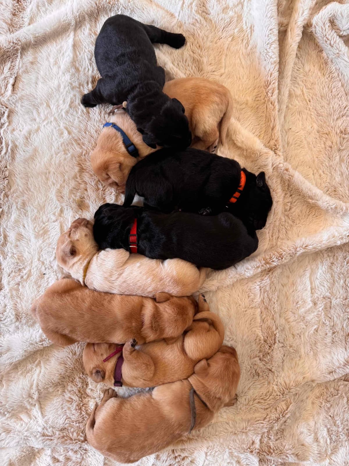 Labrador Retriever Puppies breeder image 13