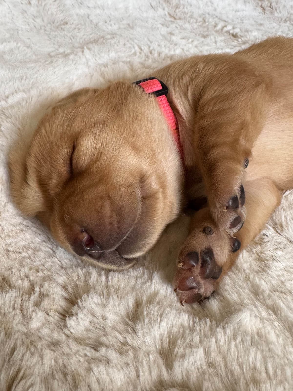 Labrador Retriever Puppies breeder image 14