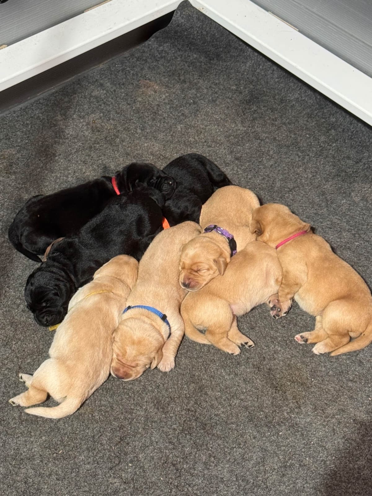 Labrador Retriever Puppies breeder image 15