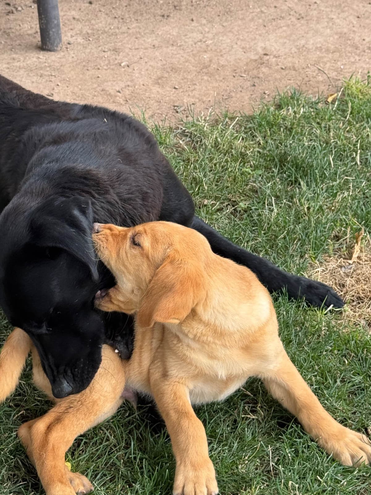 Labrador Retriever Puppies breeder image 16