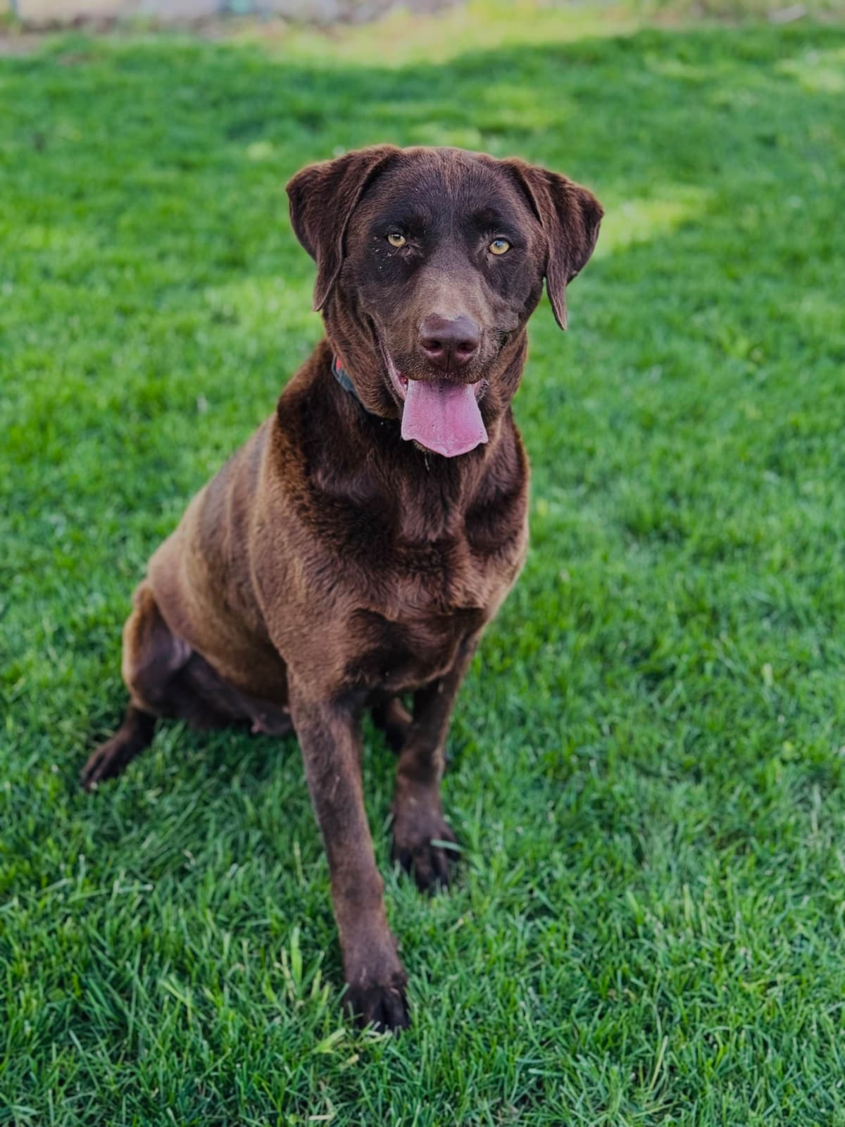 Labrador Retriever Puppies breeder image 17