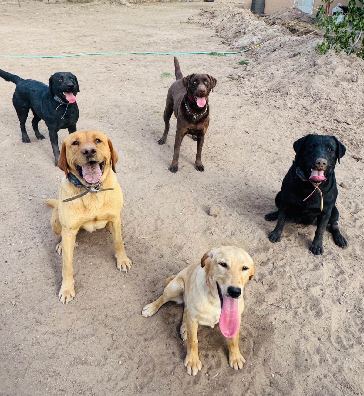 Labrador Retriever Puppies breeder image 19