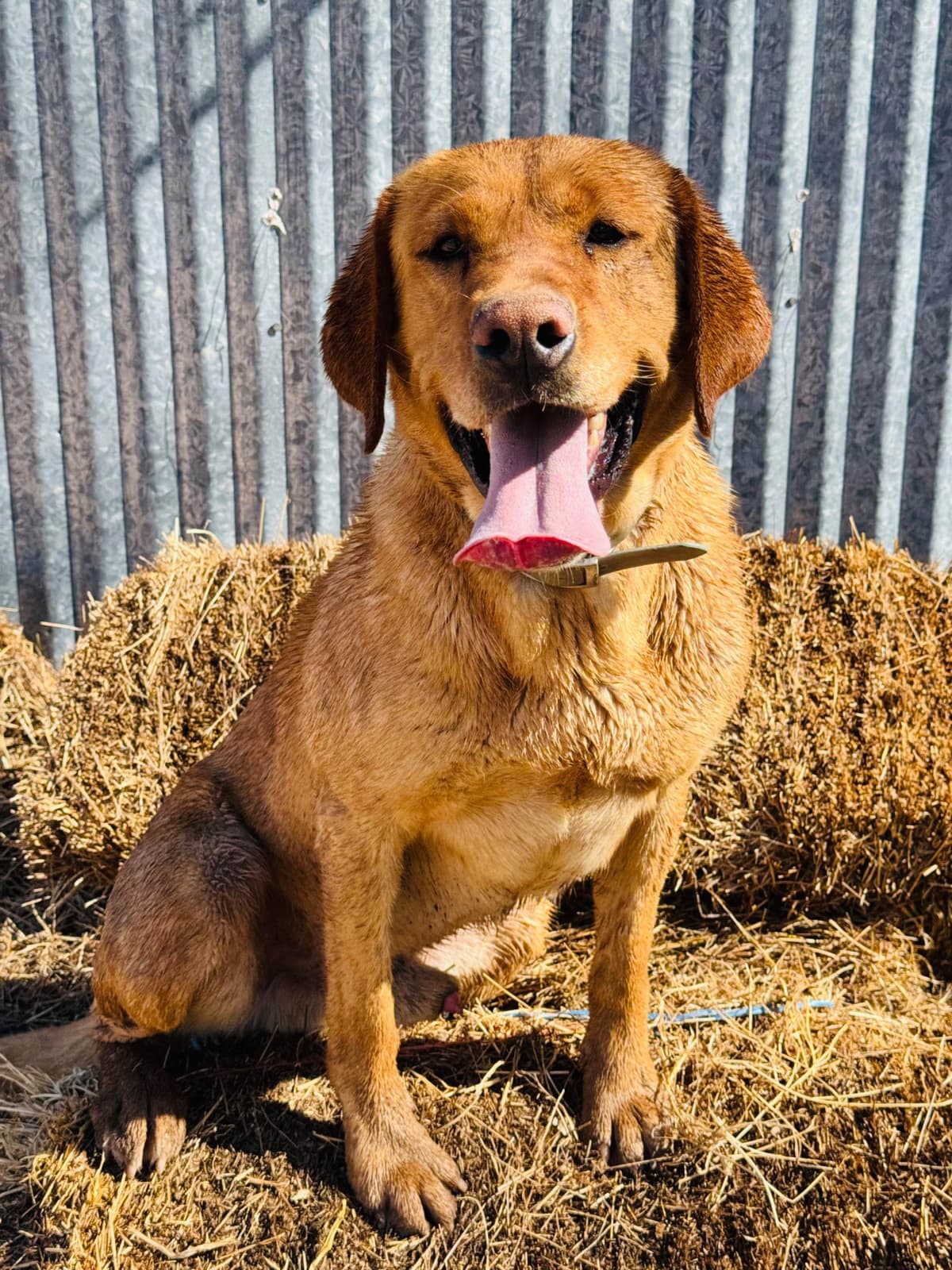 Labrador Retriever Puppies breeder image 23