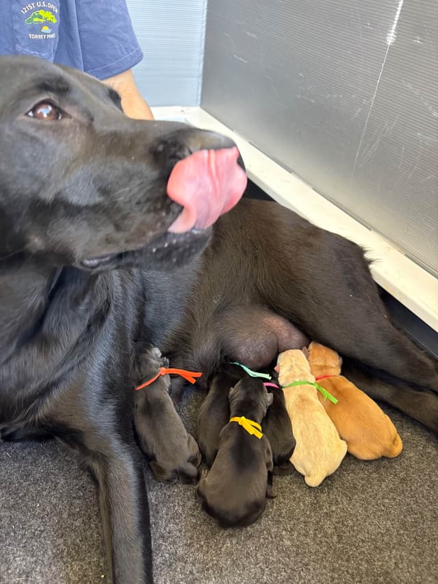 Labrador Retriever Puppies media 8