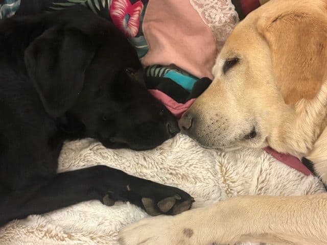 Labrador Retriever Puppies media 12