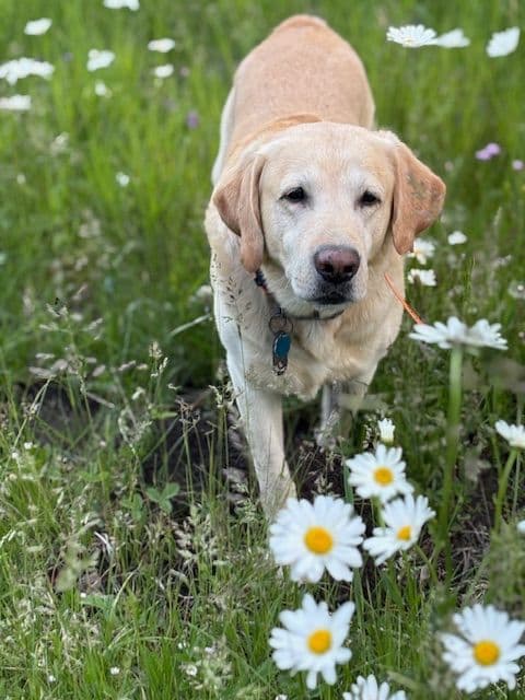 Labrador Retriever Puppies media 11