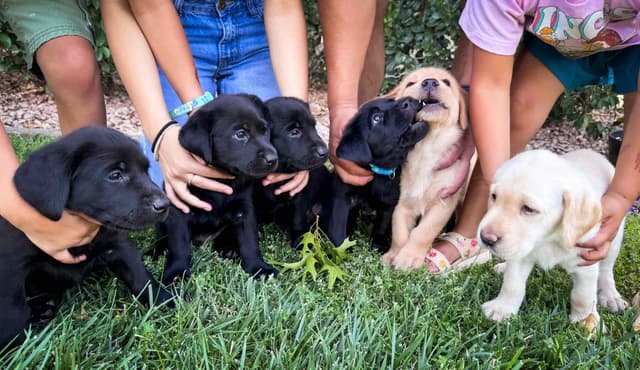 Labrador Retriever Puppies media 7