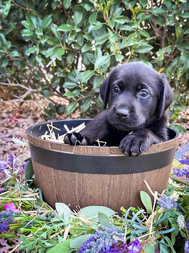 Labrador Retriever Puppies media 5