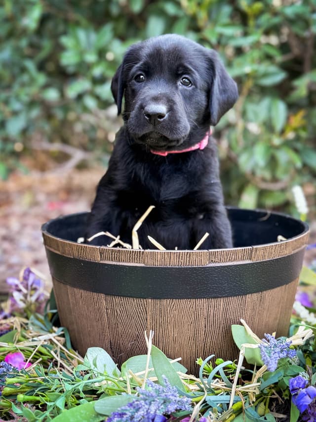 Labrador Retriever Puppies media 2