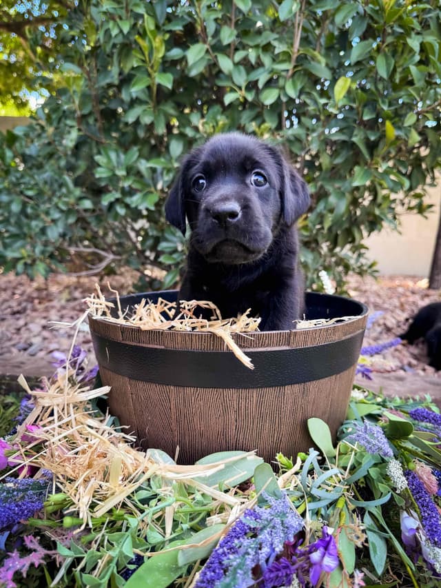 Labrador Retriever Puppies media 3