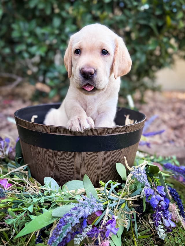 Labrador Retriever Puppies media 4