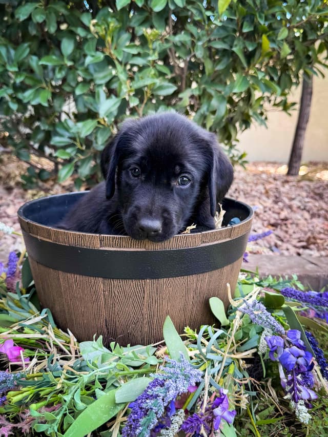Labrador Retriever Puppies media 6