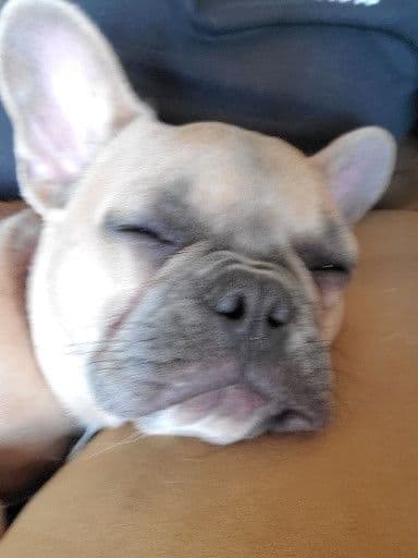 French Bulldog Puppies breeder image 2