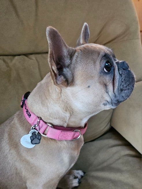 French Bulldog Puppies breeder image 4