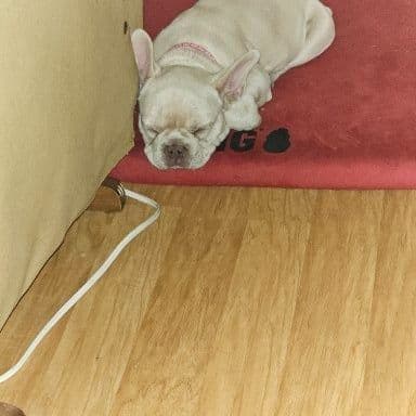 French Bulldog Puppies breeder image 5