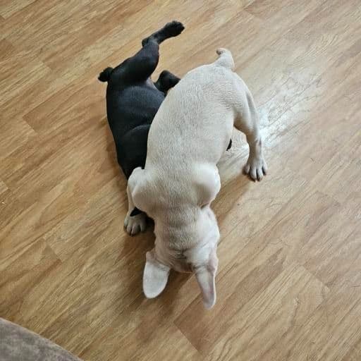 French Bulldog Puppies breeder image 6