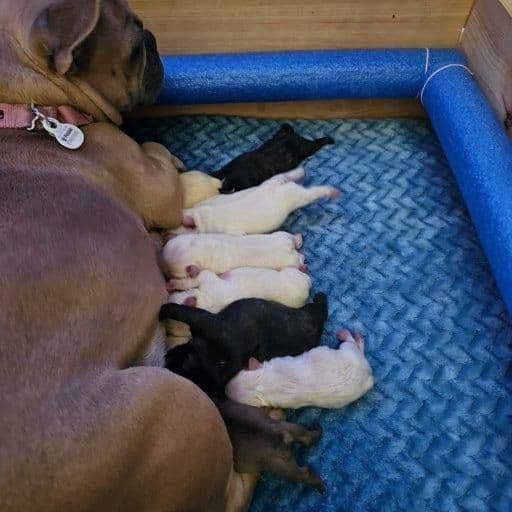 French Bulldog Puppies breeder image 8
