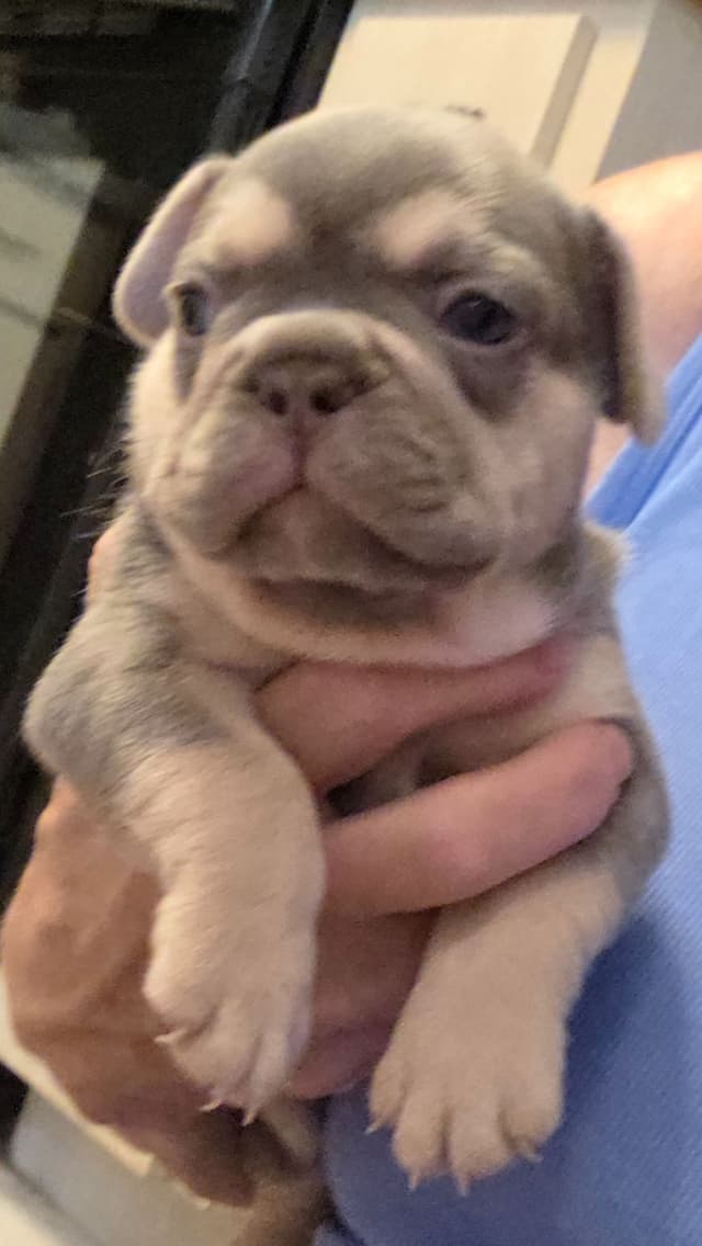French Bulldog Puppies media 2