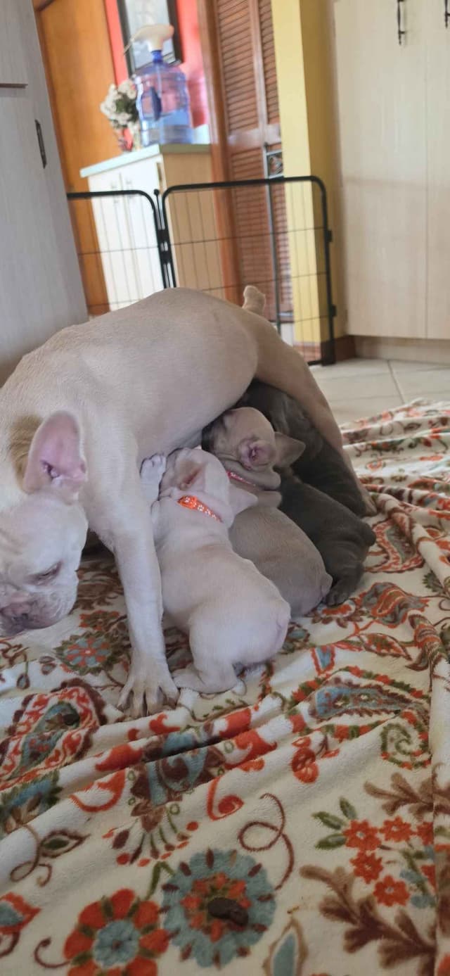 French Bulldog Puppies media 3