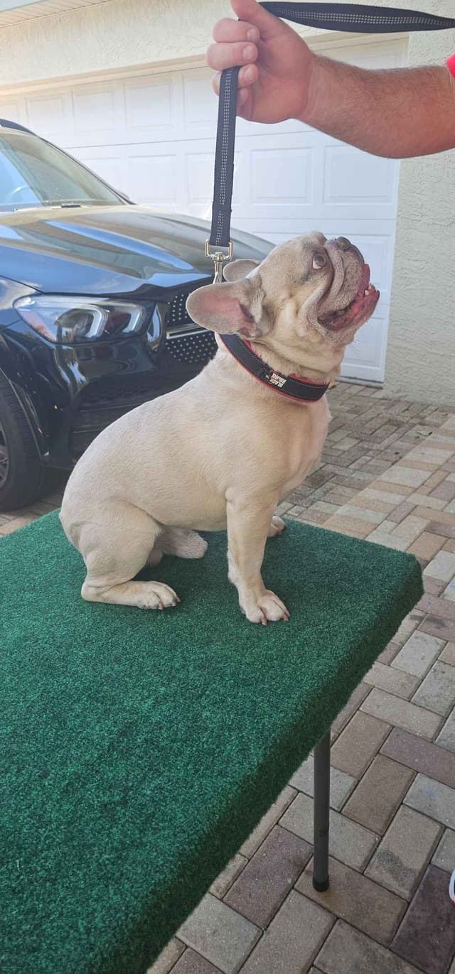 French Bulldog Puppies media 7