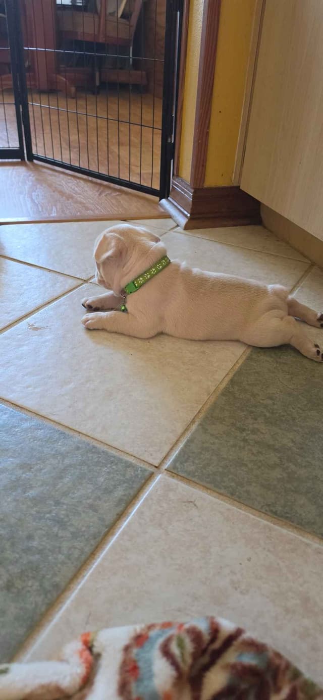French Bulldog Puppies media 6