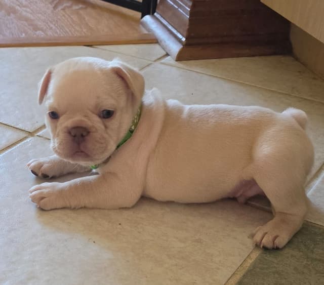 French Bulldog Puppies media 4