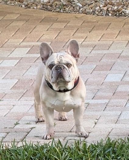 French Bulldog Puppies media 5