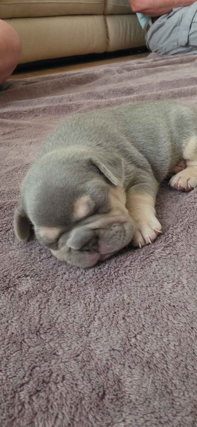 French Bulldog Puppies media 8
