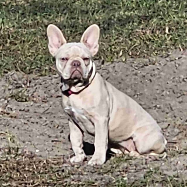French Bulldog Puppies media 9