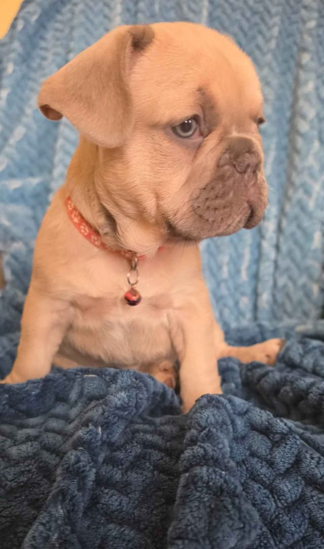 French Bulldog Puppies media 10