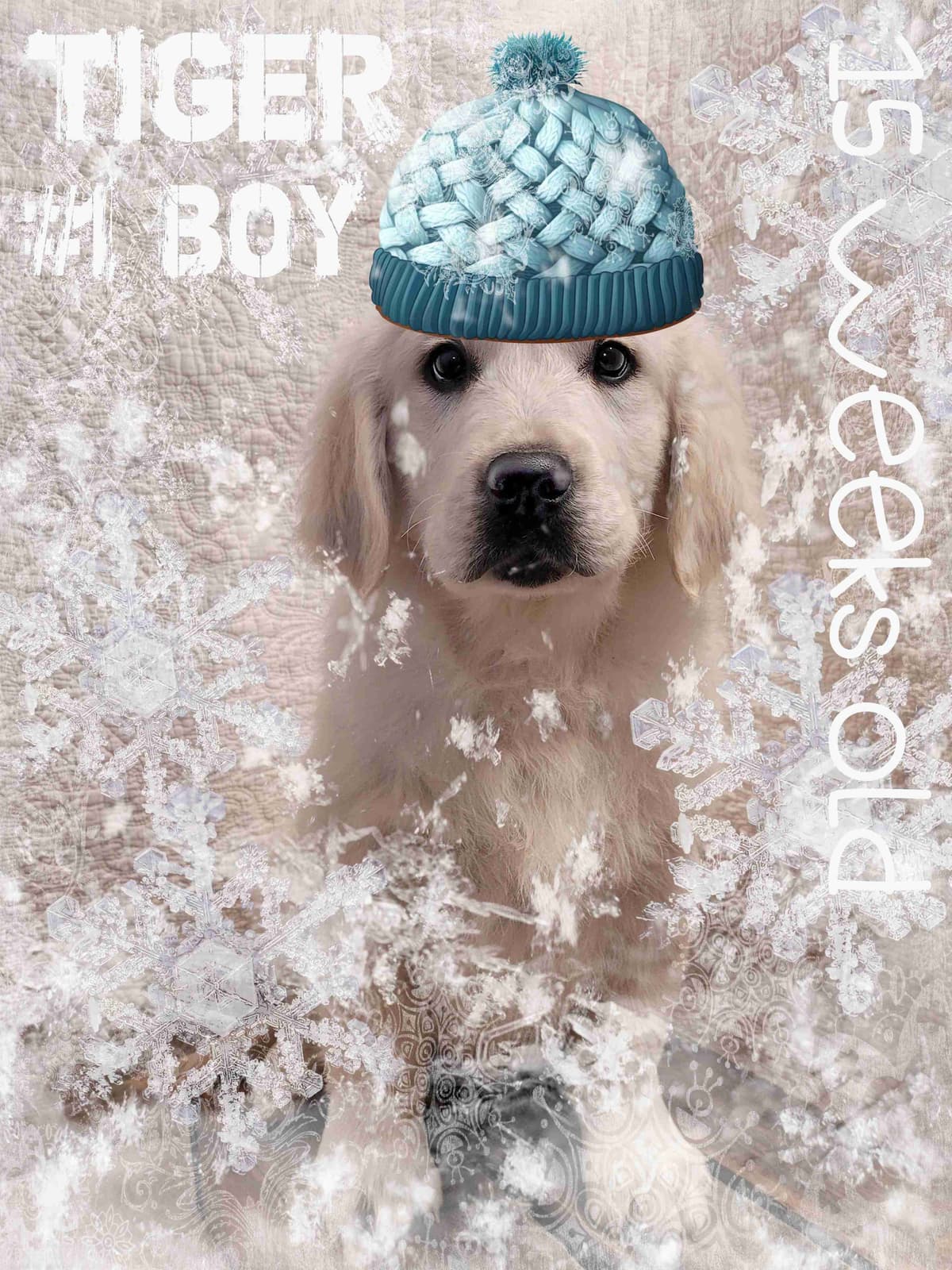 Golden Retriever Puppies breeder image 1