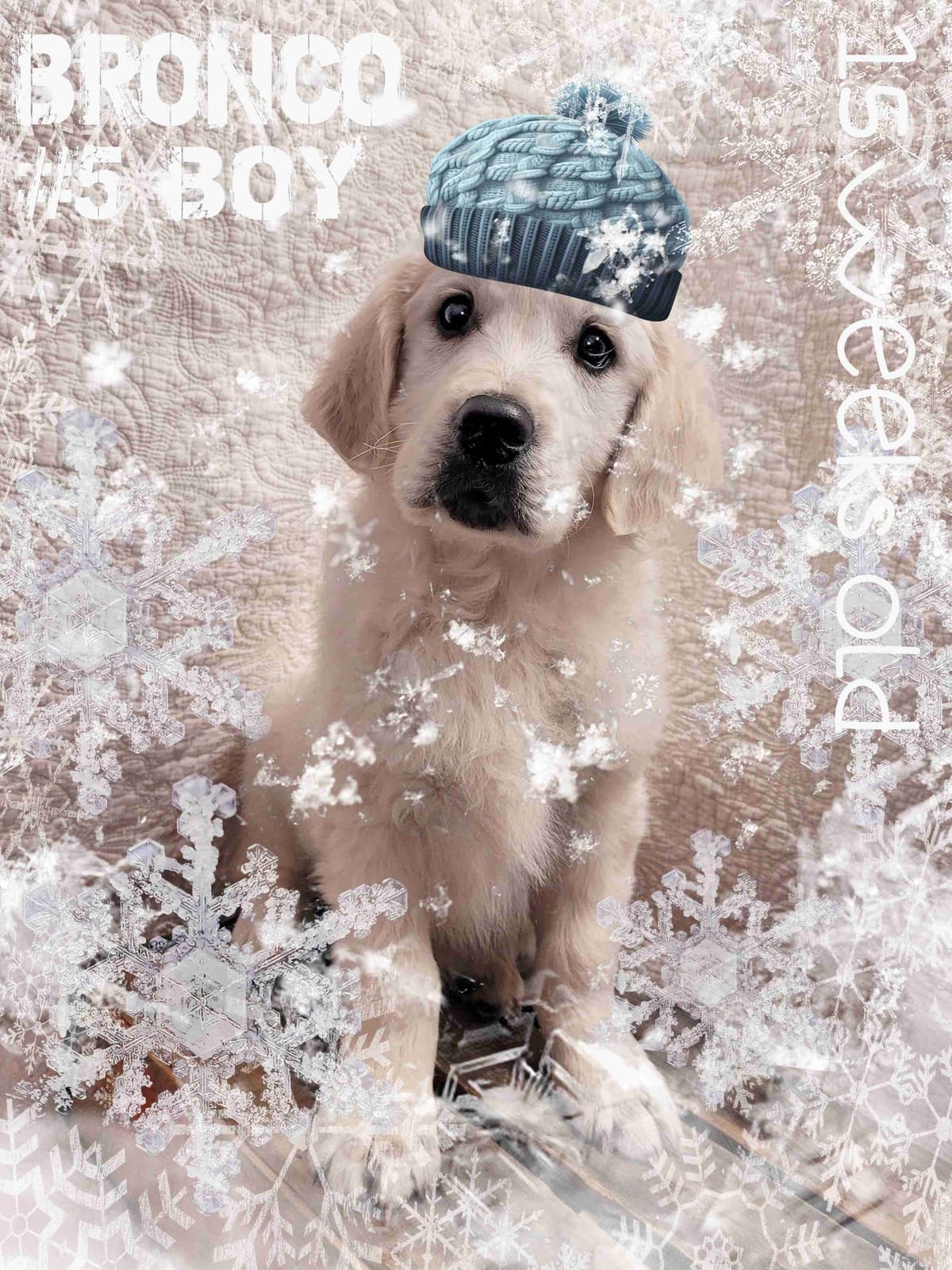 Golden Retriever Puppies breeder image 2