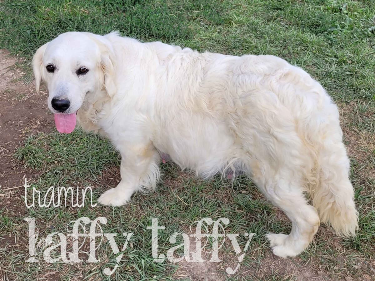 Golden Retriever Puppies breeder image 5