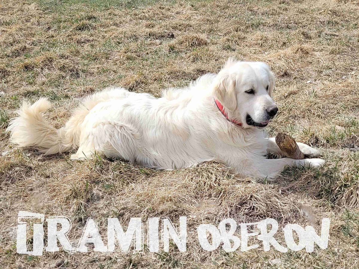 Golden Retriever Puppies breeder image 6