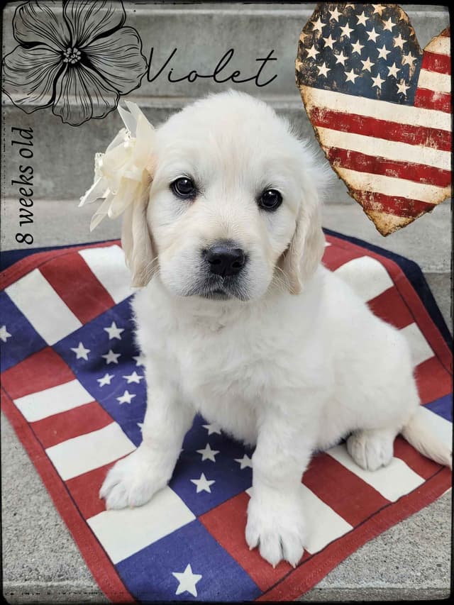 Golden Retriever Puppies media 2
