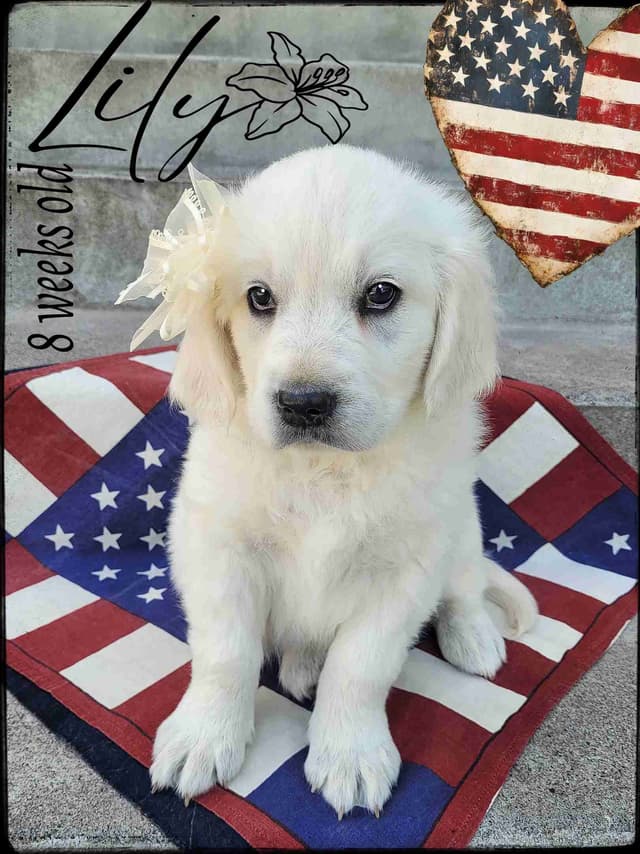 Golden Retriever Puppies media 3