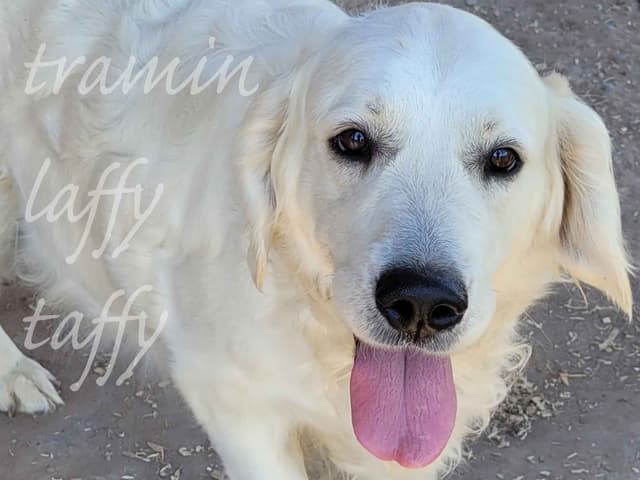 Golden Retriever Puppies media 4