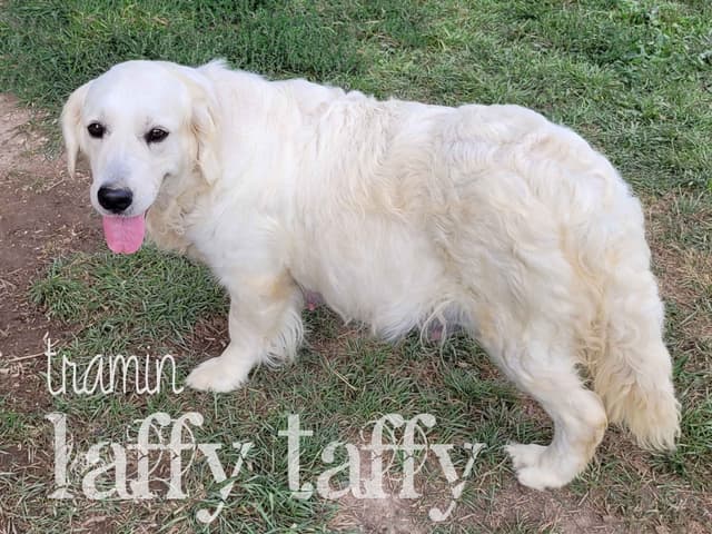Golden Retriever Puppies media 5