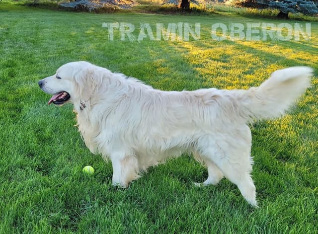 Golden Retriever Puppies media 6