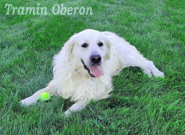 Golden Retriever Puppies media 7