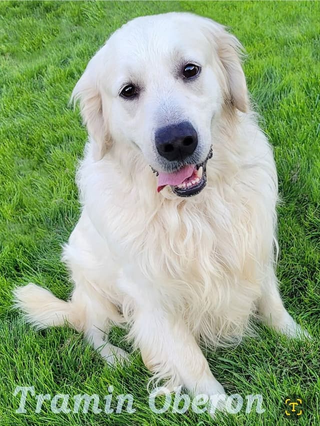 Golden Retriever Puppies media 8