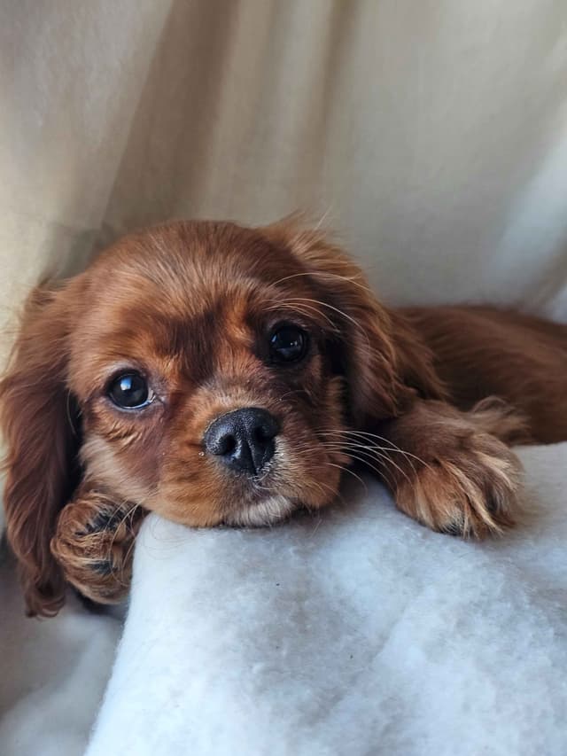 Cavalier Puppies Ready to Rock n Roll media 3