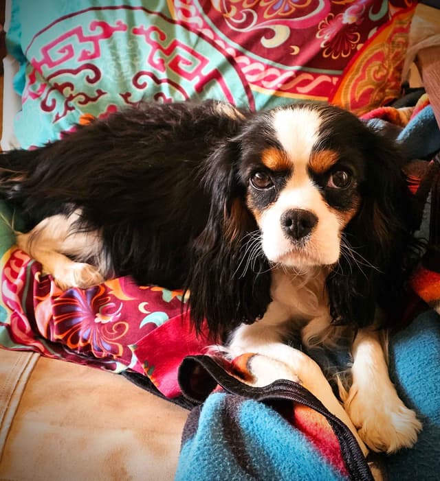 Cavalier Puppies Ready to Rock n Roll media 5